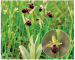 Ophrys taurica (Aggeenko) Nevski (O. aranifera Huds. var. taurica Aggeenko, O. sphegodes Mill. subsp. taurica (Aggeenko) Soó, O. mammosa auct. non Desf.)