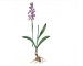 Orchis wanjkowii E.Wulff (O. mascula (L.) L. subsp. wanjkowii (E.Wulff) Soό; O. mascula auct. non (L.) L.)