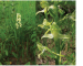 Platanthera chlorantha (Cust.) Rchb. (Orchis chlorantha Cust.)