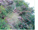 Festuca saxatilis Schur (F. rupicola Heuff. subsp. saxatilis (Schur) Rausch.)