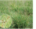 Sesleria caerulea (L.) Ard. (S. uliginosa Opiz)