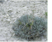 Artemisia hololeuca M.Bieb. ex Besser