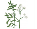 Crambe grandiflora DC. (C. pinnatifida auct. non W.T.Aiton, p.p.)