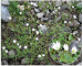 Dichodon cerastioides ((L.) Rchb. (Cerastium cerastoides (L.) Britt.)