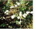 Minuartia pauciflora (Kit. ex Kanitz) Dvořaková (M. gerardii auct. non (Willd.) Hayek; M. verna auct. non (L.) Hierr; M. zarecznyi (Zapał.) Klokov)