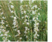 Silene sytnikii Krytzka, Novosad et Protopopova (S. chlorantha auct. non (Willd.) Ehrh.; S. frivaldskiana auct. non Hampe)