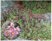Sempervivum montanum L. (incl. S. montanum L. subsp. carpaticum Wettst. ex Hayek, S. carpathicum Wettst. ex Prodan non G.Reuss)