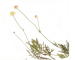 Cephalaria demetrii Bobrov