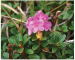 Rhododendron myrtifolium Schott et Kotschy (R. kotschyi Simonk.)