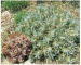 Astracantha arnacantha (M.Bieb.) Podlech (Astragalus arnacantha M.Bieb., Tragacantha arnacantha (M.Bieb.) Steven)
