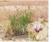 Astragalus arenarius L.