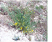 Astragalus henningii (Steven) Boriss. (incl. A. novoascanicus Klokov, A. buchtormensis auct. non Pall.)