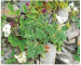 Astragalus krajinae Domin (A. australis (L.) Lam. subsp. krajinae (Domin) Dostál)