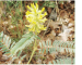Astragalus ponticus Pall.