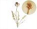 Astragalus reduncus Pall. (A. concavus Boriss.)