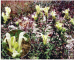 Scutellaria verna Besser (S. supina auct. non L.)
