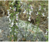 Stachys angustifolia M.Bieb.