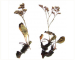 Limonium tschurjukiense (Klokov) Lavrenko ex Klokov (Statice tschurjukiensis Klokov; L. tomentellum auct. non (Boiss.) Kuntze; L. dubium Gamajun. ex Klokov)