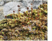 Saxifraga bryoides L.