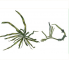 Punctaria tenuissima (C. Agardh) Grev. /=Desmotrichum undulatum (J. Agardh) Reinke/