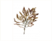 Osmundea hybrida (DC.) K.W. Nam in K.W. Nam, Maggs & Garbary (=Laurencia hybrida (DC) Lenorm.)