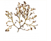 Osmundea truncata (Kütz.) K.W. Nam et Maggs (= Laurencia pinnatifida (Huds.) Lamour.)