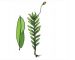 Fissidens rivularis (Spruce) Schimp.