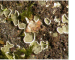 Lichenomphalia hudsoniana (H.S. Jenn.) Redhead, Lutzoni, Moncalvo & Vilgalys (=Omphalina hudsoniana (Jenn.) Bigelow, Botrydina viridis (Ach.) Redh. & Kuyper, Coriscium viride (Ach.) Vain., Omphalina luteolilacina (Favre) Henderson)