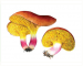 Phylloporus pelletieri (Lév. apud Crouan) Quél. [Phylloporus rhodoxanthus (Schwein.) Bres.]