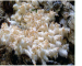 Hericium coralloides (Fr.) Gray