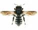 Megachile  (Chalicodoma) lefebvrei   Lepeletier, 1841