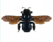 Пчела-плотник карликовая