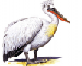 Пеликан кудрявый