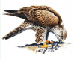Falco cherrug Gray, 1834