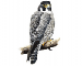 Falco peregrinus Tunstall, 1771