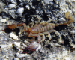 Скорпион крымский