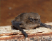 Неотопырь-карлик