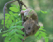 Мышовка лесная