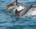 Дельфін звичайний (білобочка)