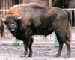 Bison bonasus (Linnaeus, 1758)