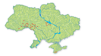 Карта поширення Бруслина карликова в Україні