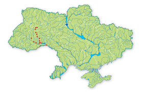 Карта поширення Шавлія кременецька в Україні