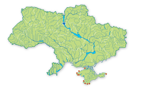 Карта поширення Діктиота дихотомічна в Україні