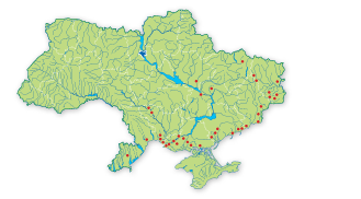 Карта поширення Цетрарія степова, целокаулон степовий, корнікулярія степова в Україні