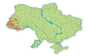 Карта распространения Тритон карпатский в Украине